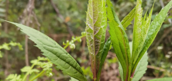 新利luck18(中国)体育·官方网站