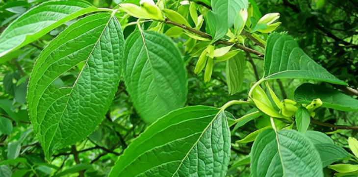 新利luck18(中国)体育·官方网站