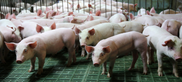 新利luck18(中国)体育·官方网站